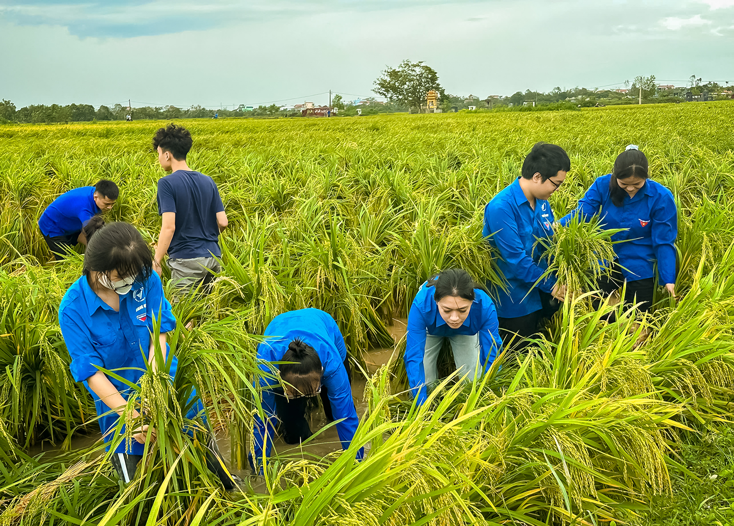 Sinh viên Nhà trường giúp người dân khắc phục diện tích lúa bị ngập tại huyện Hưng Hà